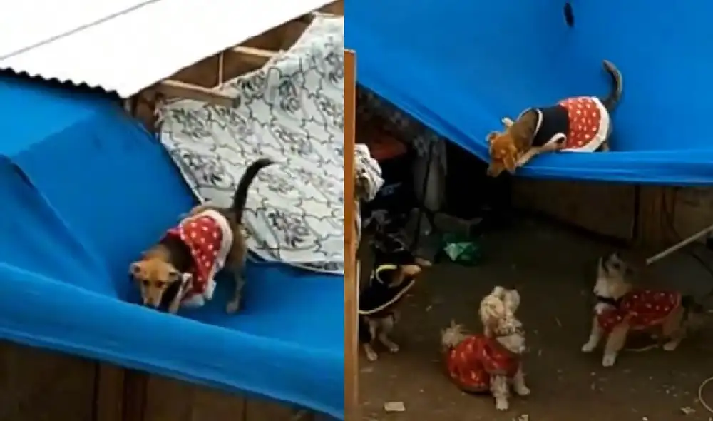 La mascota intentaba bajar del techo para unirse con sus amigos. Foto: captura de TikTok La mascota intentaba bajar del techo para unirse con sus amigos. Foto: captura de TikTok