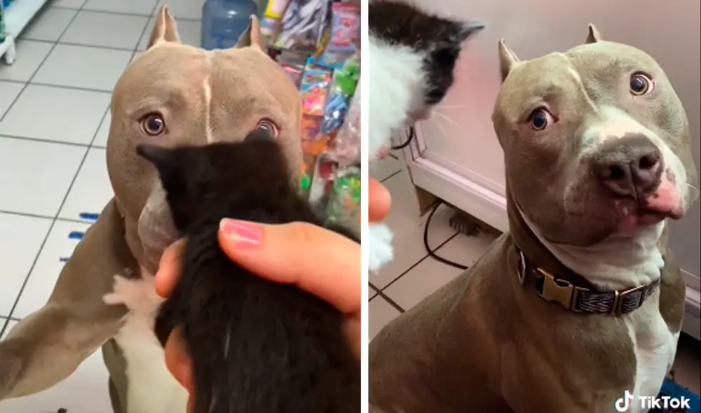 El video viral sumó alrededor de 17 millones de reproducciones. Foto: captura de TikTok