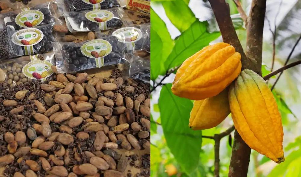 Nuestro país es el segundo productor mundial de cacao orgánico, pero, a causa de las nuevas restricciones de la UE y EE. UU., existe un potencial riesgo de que sus despachos se reduzcan. Foto: composición/ La República Nuestro país es el segundo productor mundial de cacao orgánico, pero, a causa de las nuevas restricciones de la UE y EE. UU., existe un potencial riesgo de que sus despachos se reduzcan. Foto: composición/ La República