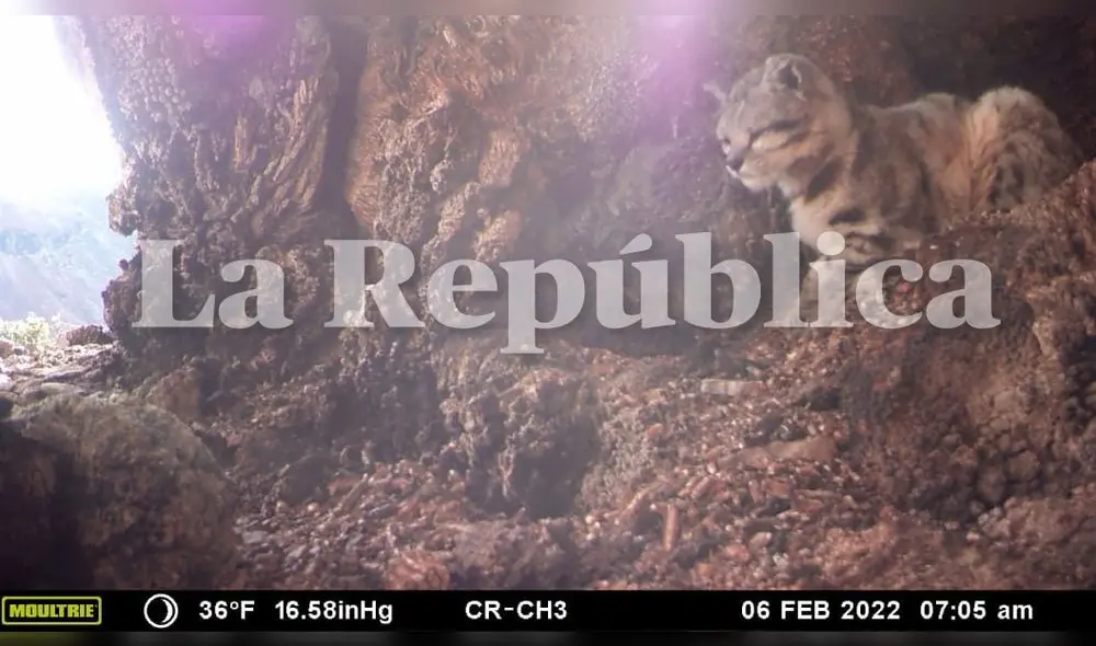 Tacna. Imágenes de gato andino ha captado la atención por su belleza. Foto: gerencia de Recursos Naturales Tacna. Imágenes de gato andino ha captado la atención por su belleza. Foto: gerencia de Recursos Naturales