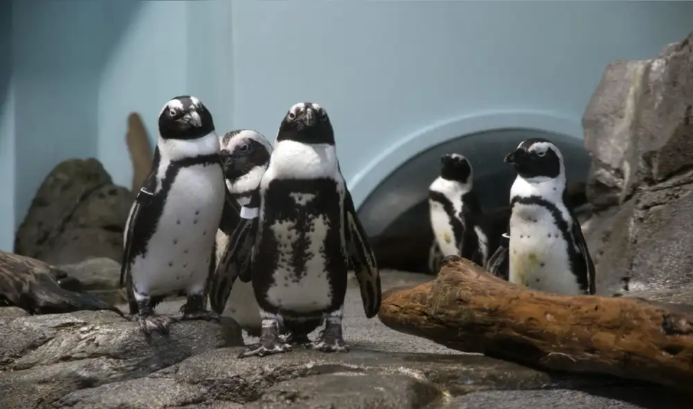 Cientos de pingüinos han aparecido muertos en varias playas de Nueva Zelanda. Foto: Pixabay