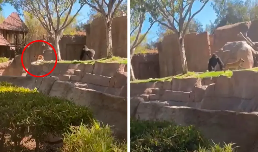 Un visitante fue testigo del tenso momento que vivió un perro, debido a que estuvo a punto de ser atacado por un enorme primate. Foto: captura de YouTube