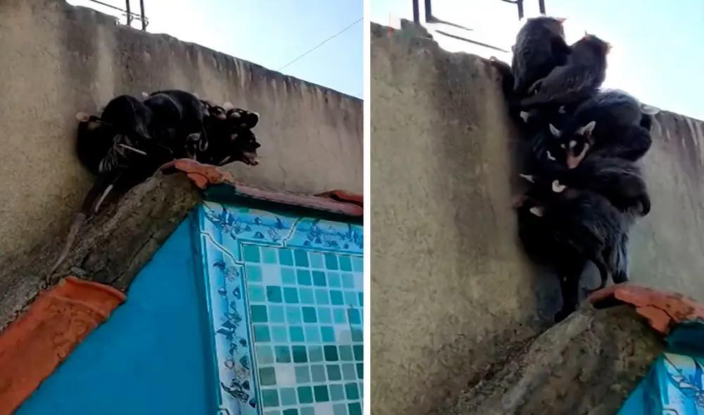 Debido a que tenía que salir a buscar comida, una zarigüeya se las ingenió para no abandonar a sus crías. Foto: captura de YouTube