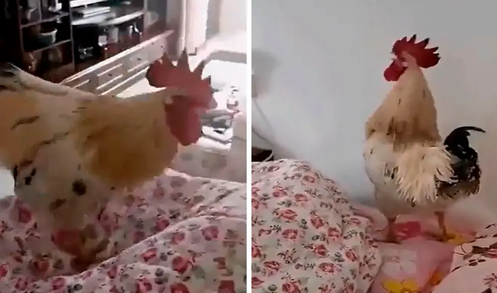 Cansada de que su hija se quedara dormida, una madre permitió que su ave usara su potente sonido para levantarla de la cama. Foto: captura de Facebook Cansada de que su hija se quedara dormida, una madre permitió que su ave usara su potente sonido para levantarla de la cama. Foto: captura de Facebook