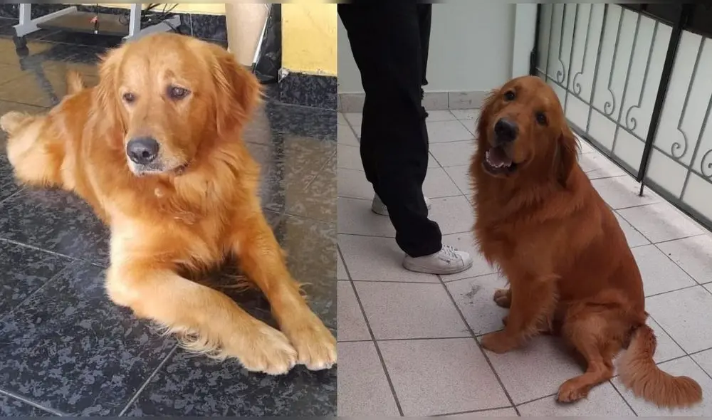 Baxter es de color canela, raza golden retriever, macho y tiene dos años. Crédito: Danitza Cavero.