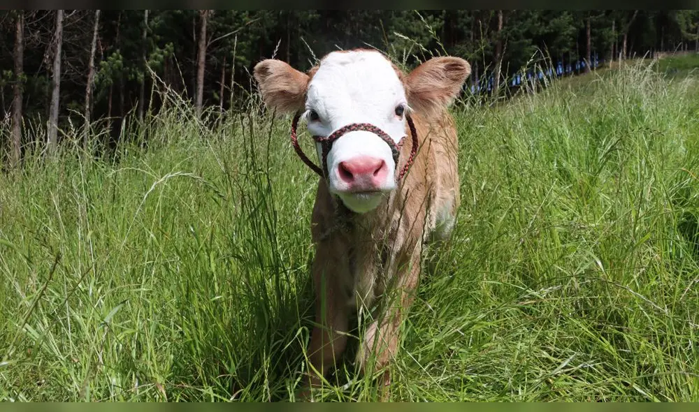 Primer becerro por inseminación artificial nació en la provincia de Cajamarca. Foto: DRA.