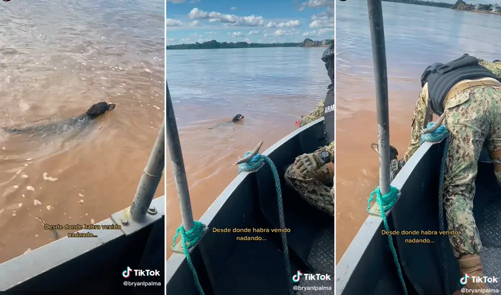 Al parecer, el perrito no quería que lo rescaten y decidió seguir nadando. Foto: captura de TikTok