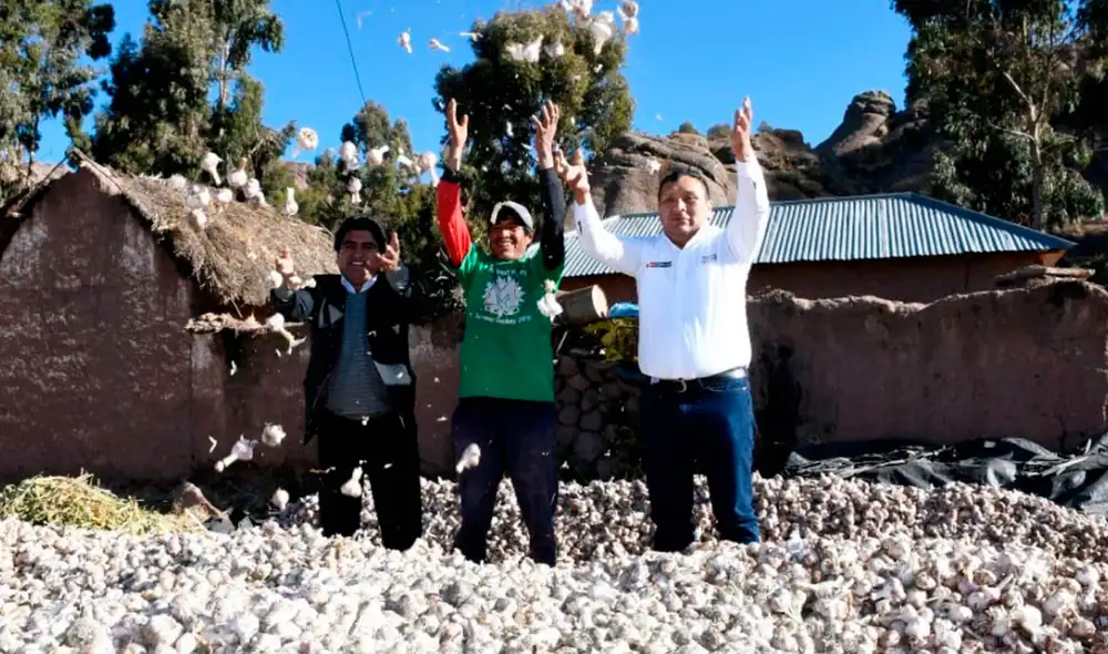El ajo peruano posee una gran oportunidad para incrementar sus ventas. Foto: Midagri El ajo peruano posee una gran oportunidad para incrementar sus ventas. Foto: Midagri
