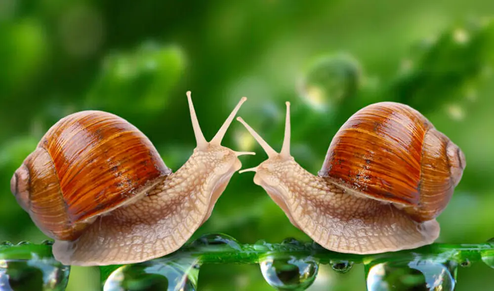 La presencia de los caracoles en los sueños trae buenos augurios y en determinadas condiciones proyecta ciertas ideas sobre la personalidad. Foto: Meer