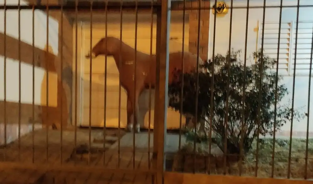 El caballo fue la pieza clave para que la repartidora encontrara la vivienda de su cliente. Foto: captura de Twitter El caballo fue la pieza clave para que la repartidora encontrara la vivienda de su cliente. Foto: captura de Twitter
