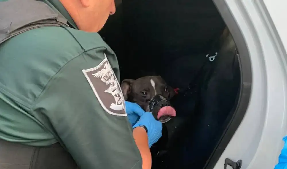 El alguacil a cargo del caso mencionó que al dueño "le taparía la boca con cinta adhesiva y le dejaría correr a través del tráfico con las piernas atadas". Foto: EFE