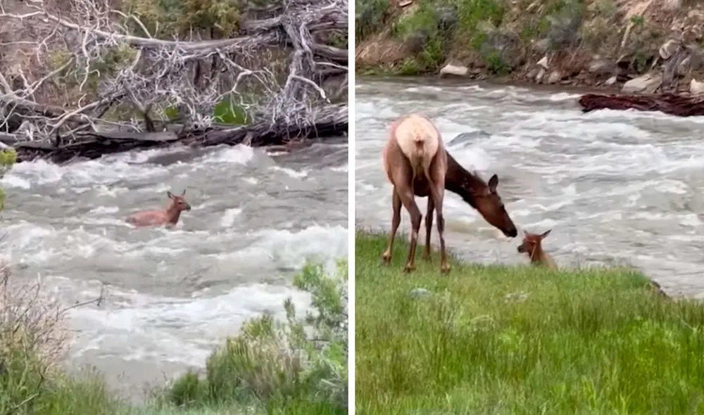 Unos turistas fueron testigos de la valiente escena que protagonizó el indefenso animal, luego que nadó con todas sus fuerzas. Foto: captura de YouTube Unos turistas fueron testigos de la valiente escena que protagonizó el indefenso animal, luego que nadó con todas sus fuerzas. Foto: captura de YouTube