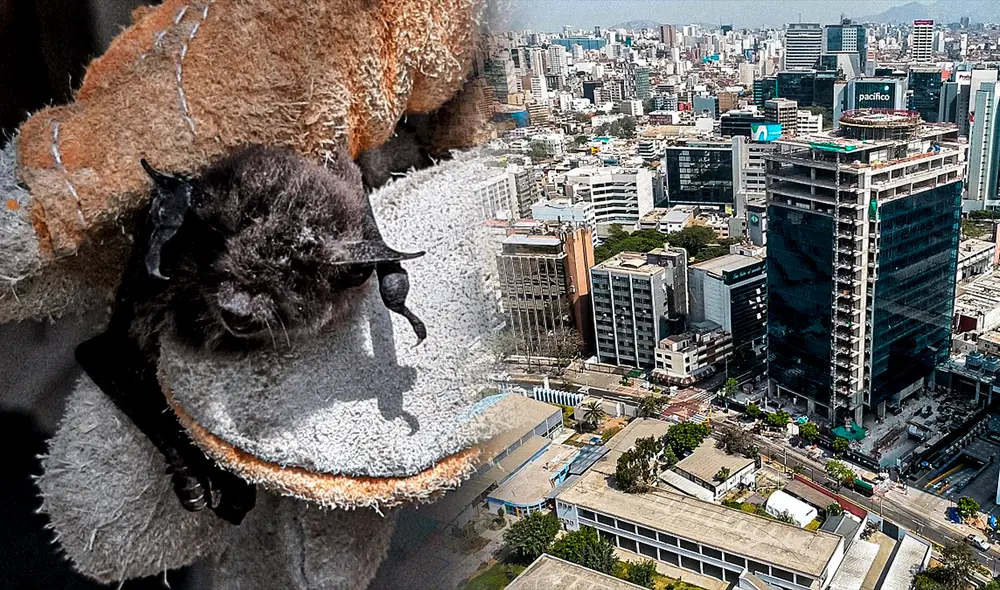 Ciudadanía debe contactar con Serfor en caso de ver un murciélago en casa. Foto: composición Serfor / La República