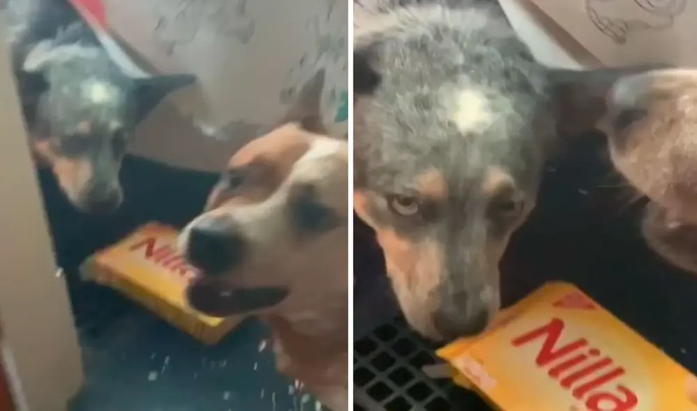 Tras verse atrapado por culpa de su compañero, al animal no le quedó de otra que agachar la cabeza para disculparse. Foto: captura de Facebook Tras verse atrapado por culpa de su compañero, al animal no le quedó de otra que agachar la cabeza para disculparse. Foto: captura de Facebook