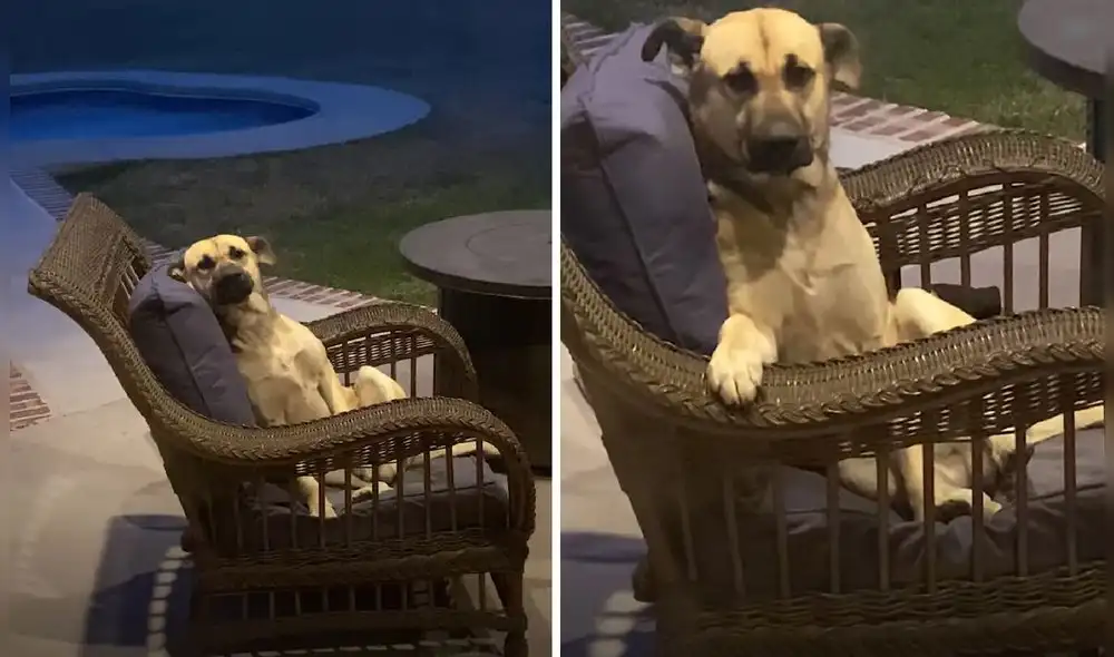 La grabación obtuvo más de 2,5 millones de reproducciones en la red social. Foto: captura de Facebook