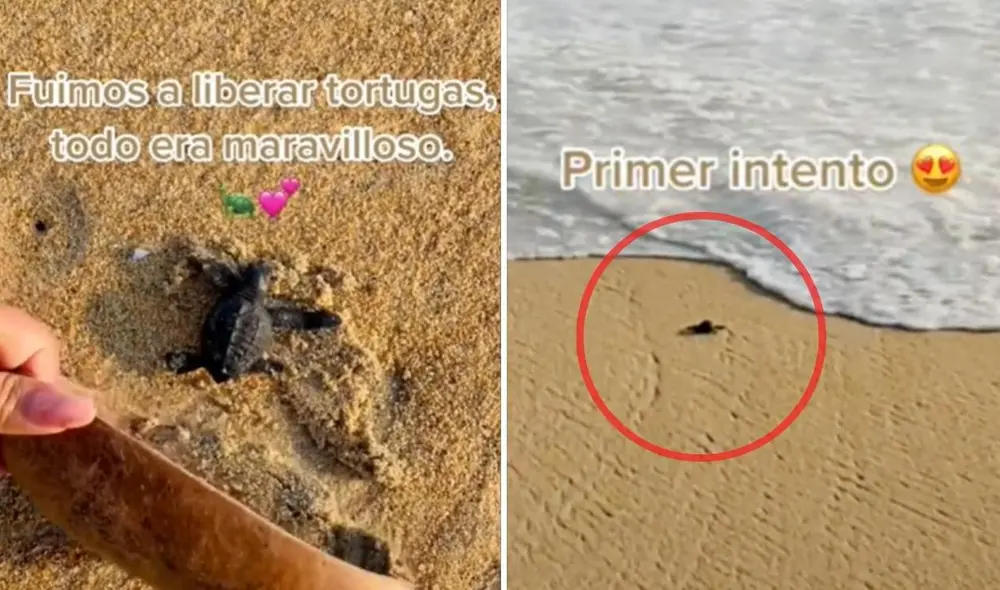 La joven Annie (@annieesamor) manifestó haberse sentido afectada por lo sucedido con la tortuga. Foto: captura de TikTok