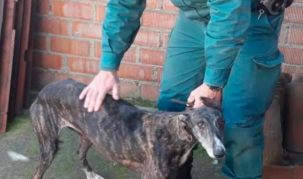Un perro de raza galgo siendo rescatado. Foto: Referencial / Guardia Civil española Un perro de raza galgo siendo rescatado. Foto: Referencial / Guardia Civil española