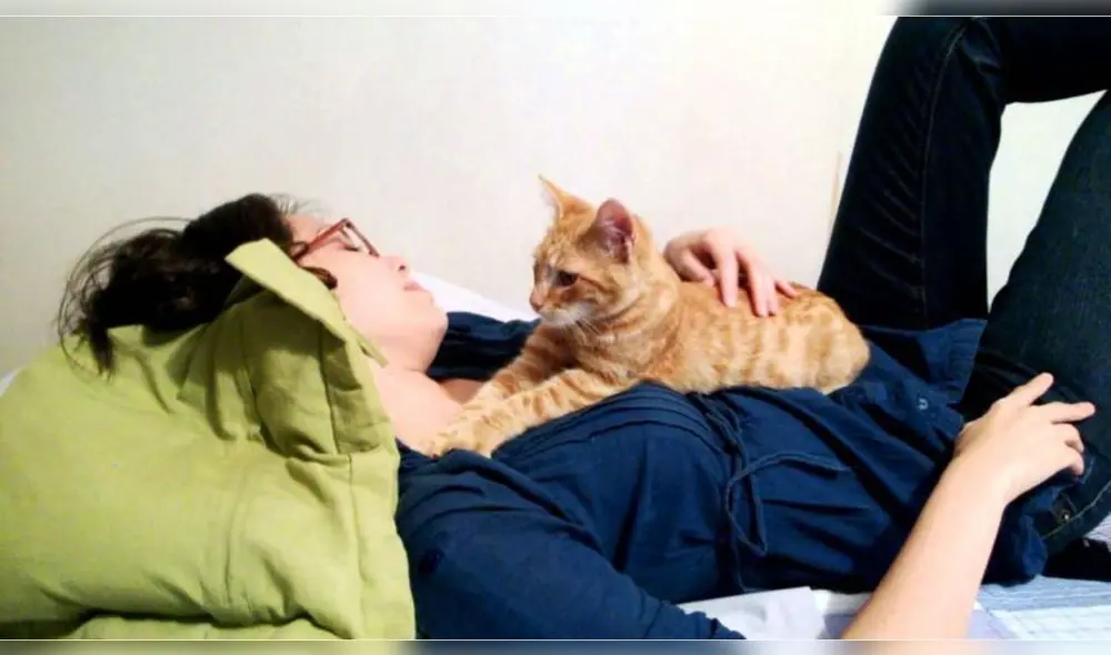 Los gatos son animales a los que les encanta frotarse y tener contacto físico. Foto: Notigatos