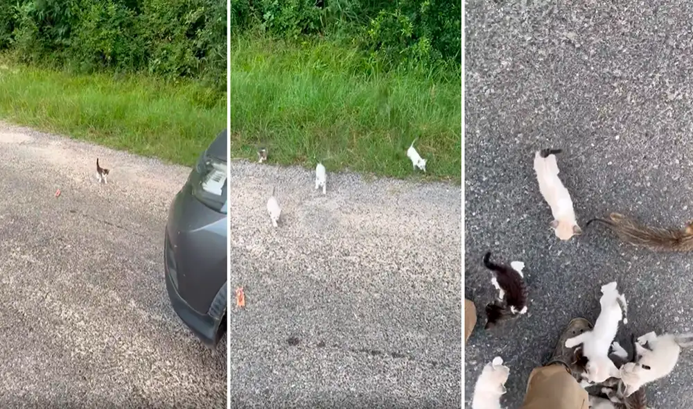 El hombre se vio sorprendido por la gran cantidad de mininos que salieron para también sean rescatados. Foto: captura de TikTok