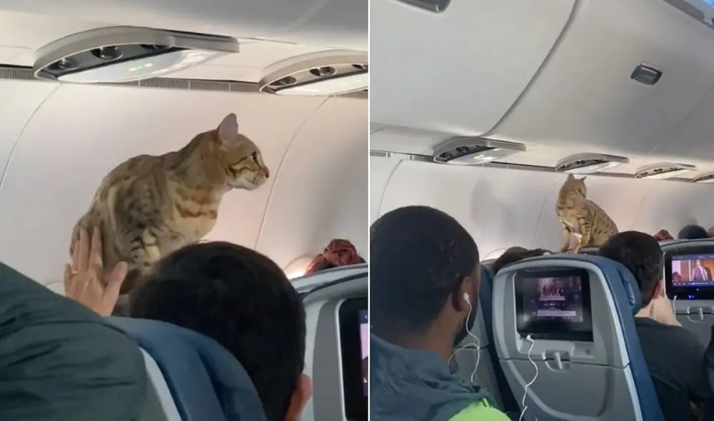La graciosa conducta de este gatito hizo reír a miles en las redes sociales. Foto: captura de TikTok La graciosa conducta de este gatito hizo reír a miles en las redes sociales. Foto: captura de TikTok