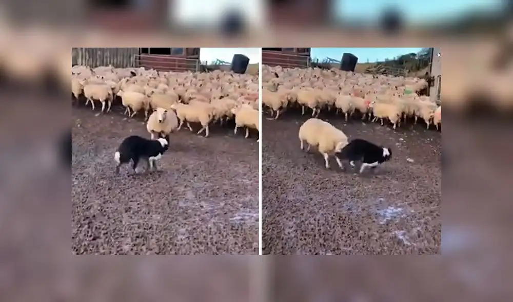 Parecía un día normal hasta que una de las ovejas reaccionó contra el can. Foto: captura de YouTube Parecía un día normal hasta que una de las ovejas reaccionó contra el can. Foto: captura de YouTube