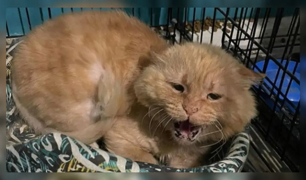 La mujer albergaba a 20 gatos de raza. Foto: Kotocafe/nstagram La mujer albergaba a 20 gatos de raza. Foto: Kotocafe/nstagram