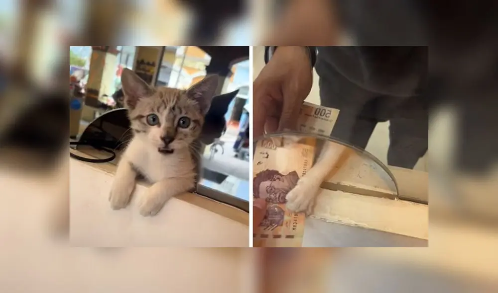 La grabación del dulce minino obtuvo más de 3,7 millones de reproducciones. Foto: captura de TikTok La grabación del dulce minino obtuvo más de 3,7 millones de reproducciones. Foto: captura de TikTok