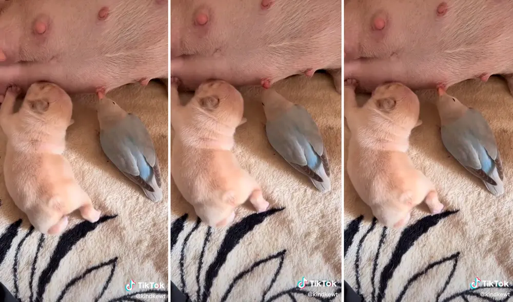 Miles de cibernautas quedaron realmente sorprendidos, pues no es común ver a este tipo de escenas. Foto: captura de TikTok Miles de cibernautas quedaron realmente sorprendidos, pues no es común ver a este tipo de escenas. Foto: captura de TikTok