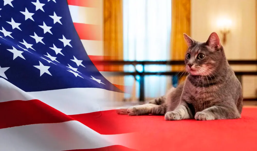 Willow tiene acceso a la mayoría de estancias de la Casa Blanca. Foto: composición/La República Willow tiene acceso a la mayoría de estancias de la Casa Blanca. Foto: composición/La República