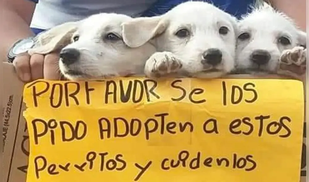 La caja de los animalitos, además de estar embalada con cinta, contenía un mensaje en el que decía que “habían nacido el 3 de abril y que, por favor, los cuiden”. Foto: Twitter La caja de los animalitos, además de estar embalada con cinta, contenía un mensaje en el que decía que “habían nacido el 3 de abril y que, por favor, los cuiden”. Foto: Twitter
