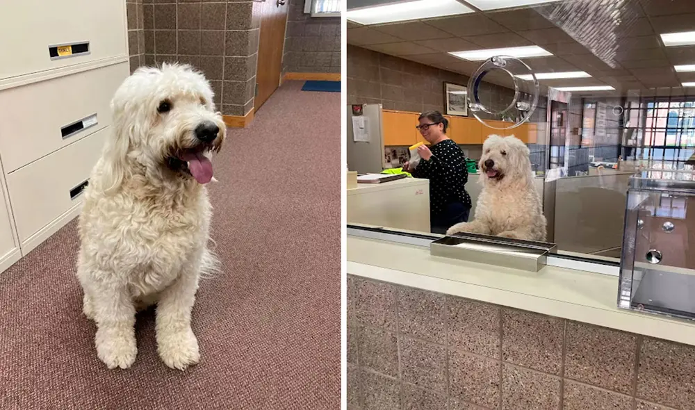 Un joven encontró al travieso can solo en un parque, por lo que tomó la decisión de ponerlo a buen recaudo para que nadie le hiciera daño. Foto: policía de Wisconsin/ Facebook