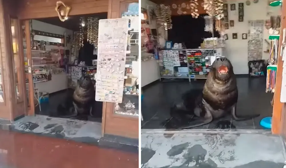 Pese a la actitud que mostró el lobo de mar, un trabajador confirmó que siempre se porta bien y es amigo de todos. Foto: captura de YouTube