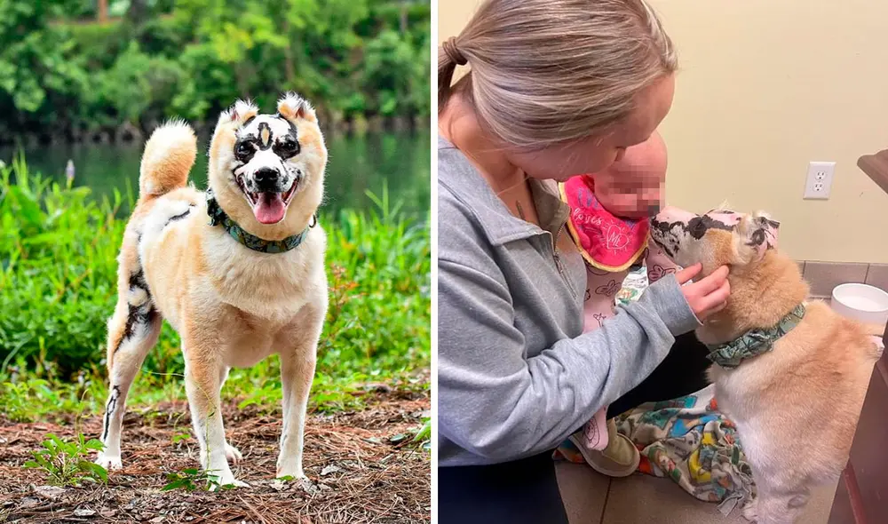 Actualmente, Taka trabaja como perro de terapia para los menores que están internados en la unidad de quemados en el hospital. Foto: @takas_journey/ Instagram