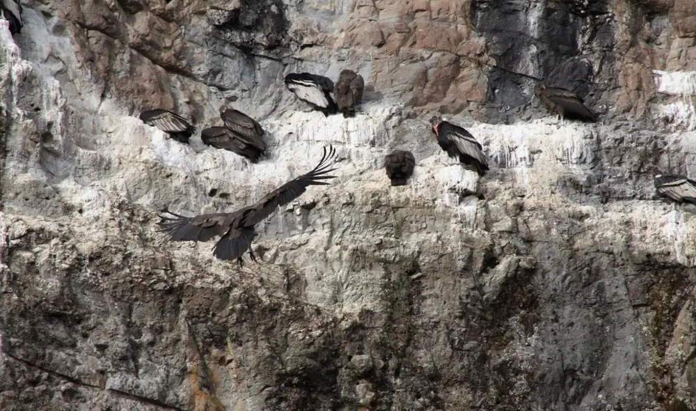 Punta Gallinazo es una zona de dormidero para esta especie. Foto: Sernarp