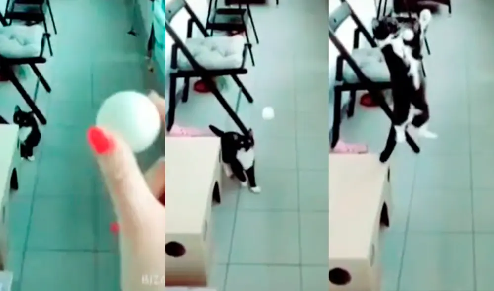 La mujer se sorprendió con la maniobra de su gatito. Foto: composición/ @biancamantovani26/TikTok La mujer se sorprendió con la maniobra de su gatito. Foto: composición/ @biancamantovani26/TikTok