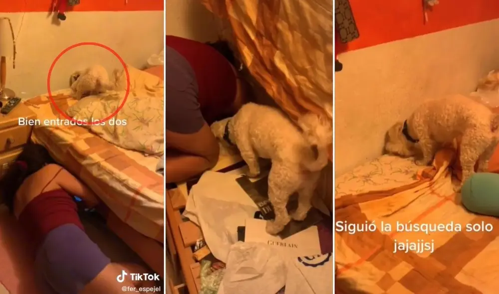 La viral escena compartida en redes por la usuaria Fer (@fer_espejel) logró obtener miles de reproducciones y reacciones. Foto: captura de TikTok