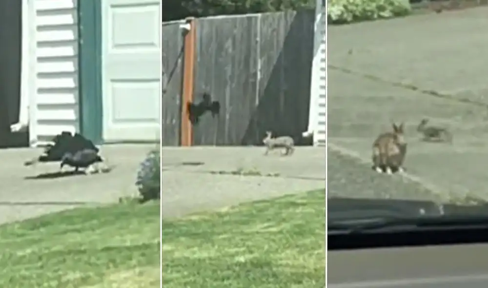 La viral escena compartida por la usuaria @themothergothel logró obtener miles de reproducciones y reacciones en poco tiempo. Foto: captura de TikTok La viral escena compartida por la usuaria @themothergothel logró obtener miles de reproducciones y reacciones en poco tiempo. Foto: captura de TikTok