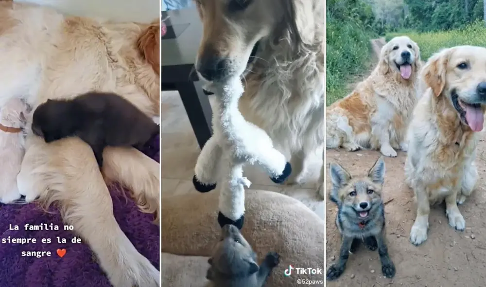 La viral escena de la usuaria @52paws fue compartida en diferentes plataformas sociales. Foto: captura de TikTok La viral escena de la usuaria @52paws fue compartida en diferentes plataformas sociales. Foto: captura de TikTok