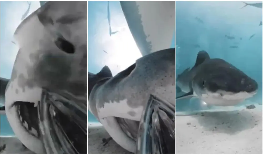 El clip es viral en TikTok y otras redes sociales. Foto: composición/ TikTok