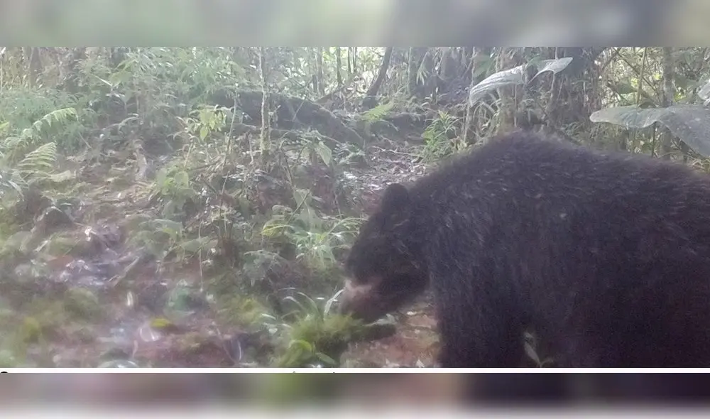 Los especialistas de NCI velan por la protección de esta especie en peligro. Foto: ACR Páramos Los especialistas de NCI velan por la protección de esta especie en peligro. Foto: ACR Páramos