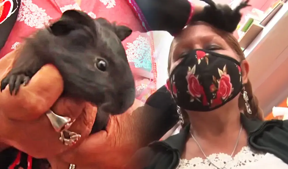 El cuy negro es utilizado para las 'limpias' y diagnóstico de enfermedades. Foto: Ruptly TV El cuy negro es utilizado para las 'limpias' y diagnóstico de enfermedades. Foto: Ruptly TV