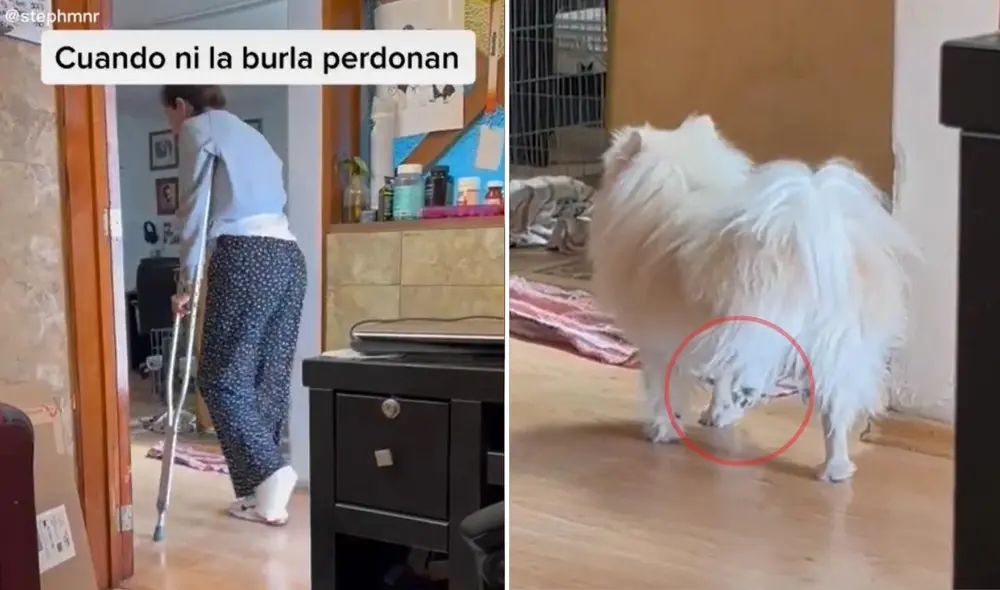 La viral escena compartida por la usuaria Steph (@stephmnr) logró obtener más de 2 millones de reproducciones en poco tiempo. Foto: captura de TikTok