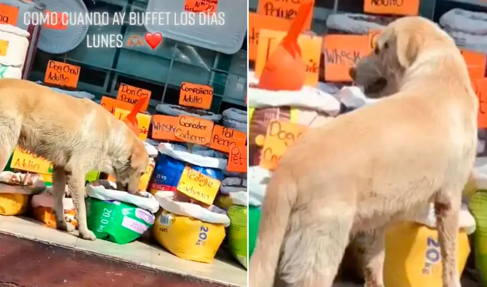 Miles de usuarios no han parado de reír con la graciosa ocurrencia de este perrito. Foto: captura de TikTok Miles de usuarios no han parado de reír con la graciosa ocurrencia de este perrito. Foto: captura de TikTok