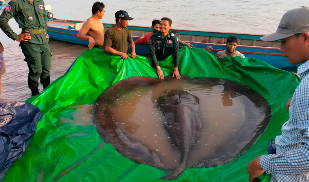 La especie tiene 4 metros de longitud y 300 kilos. Foto: EFE