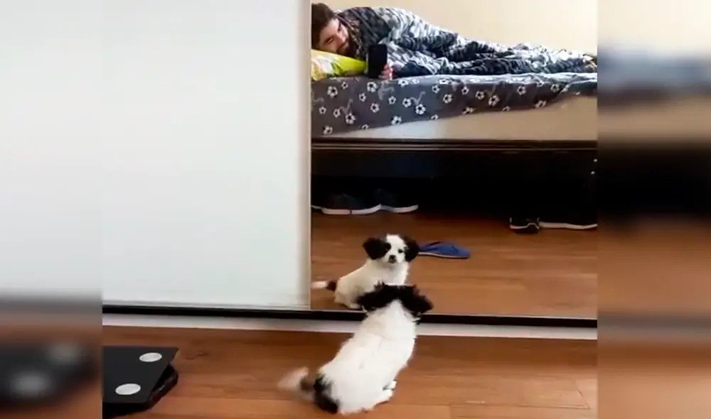 El clip sumo más de más de 4,8 millones de reproducciones en la red social. Foto: captura de TikTok El clip sumo más de más de 4,8 millones de reproducciones en la red social. Foto: captura de TikTok