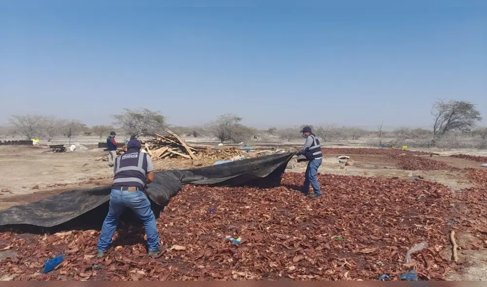 Fiscalía junto a la Policía y personal del Ministerio de Producción incautó los restos. Foto: Fiscalía