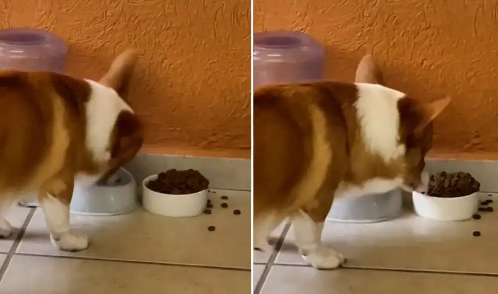 La viral escena compartida por la usuaria Tania (@taniatornero) logró obtener miles de reproducciones y reacciones en poco tiempo. Foto: captura de TikTok