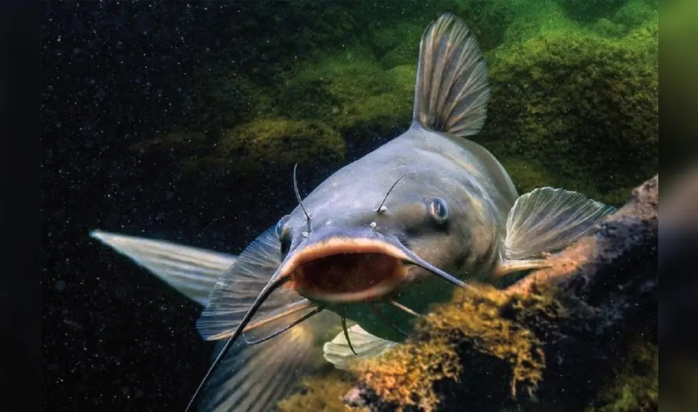 El pez bagre posee unas espinas afiladas que le sirven de coraza. Foto: Infomarina El pez bagre posee unas espinas afiladas que le sirven de coraza. Foto: Infomarina