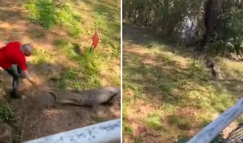 El adulto mayor utilizó una sartén y le dio un golpe en la cabeza al cocodrilo para asustarlo. Foto: captura de Facebook/@labiblia