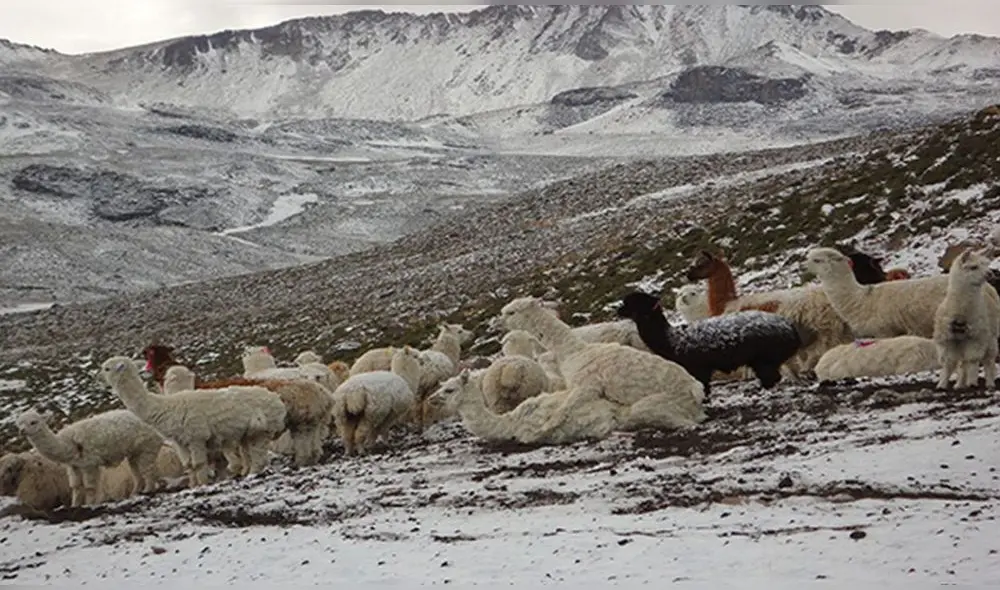 Además de afectación a la salud de las personas, las heladas causan daños a sembríos y animales. Foto: La República.
